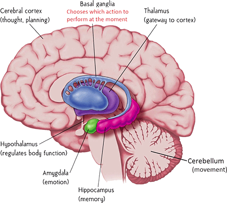 amygdala en ogen