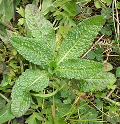 Kaardebol, Teasel, Dipsacus Fullonum