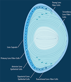 Anatomie van de lens van het oog
