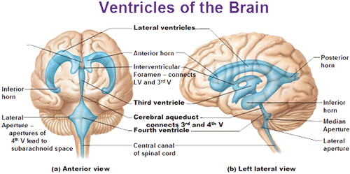 Hersenvocht en de 4 ventrikels van de hersenen