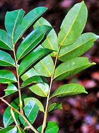 Huacapurana, Campsiandra Augustifolia